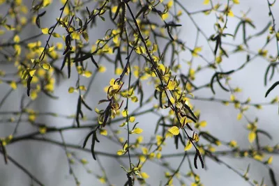 29 березня — яке свято сьогодні, що потрібно робити у день Берещення