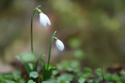 Олексій Теплий: Традиції, прикмети та заборони 17 березня в Україні
