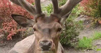 Олень Борис на Рівненщині: авто збило місцеву легенду, водійка втекла з місця ДТП