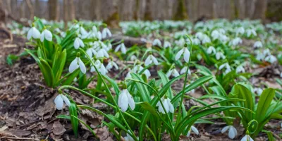 Похолодання та перші весняні дощі: погода у Києві та Україні на вихідних