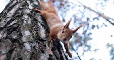 Похолодання та сніг: синоптики прогнозують суворий початок весни в Україні