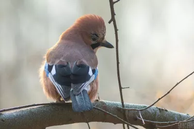 Святкування 2 грудня: традиції, свято святого Авакума та рекомендації для українців
