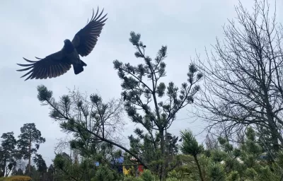 Тепло дощами: Київ порадує +8°C, але приготуйтесь до похолодання на вихідних!