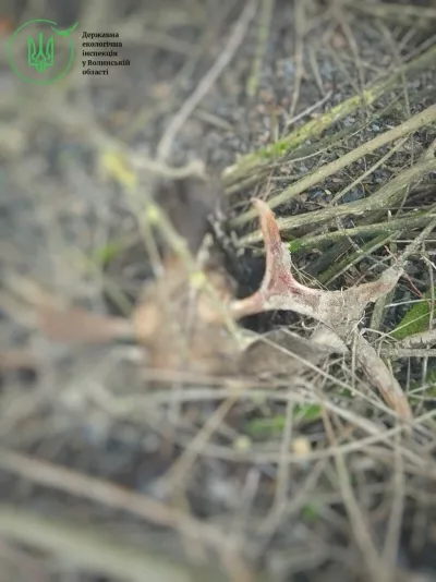 Волинські браконьєри вбили два лосі з Червоної книги: що загрожує зловмисникам