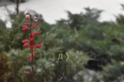 Зимова атака: Одесу засипає снігом, оголошено штормове попередження