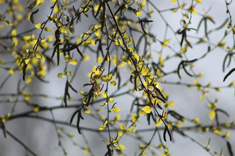 29 березня — яке свято сьогодні, що потрібно робити у день Берещення