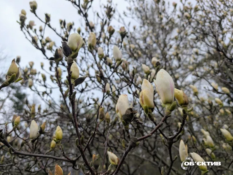 Дощі, туман і температура до +15: прогноз погоди в Харькові на вихідних