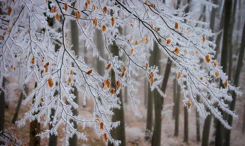 Морози до -11°C: у Миколаївській області прогнозують різке похолодання з 25 грудня
