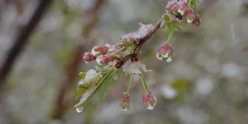 Очікується хвиля похолодання: в Україні на вихідних заморозки та дощі
