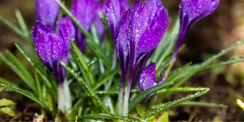 Погода в Україні: дощі і похолодання на Вербну неділю цього тижня