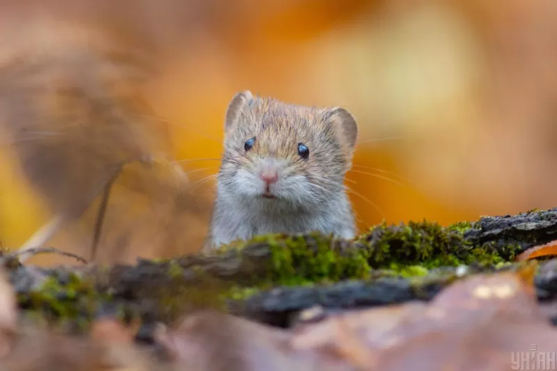 Погодні контрасти в Україні: дощі та мороз - що чекати 20 листопада