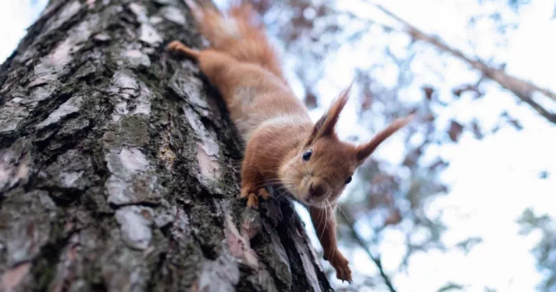 Похолодання та сніг: синоптики прогнозують суворий початок весни в Україні