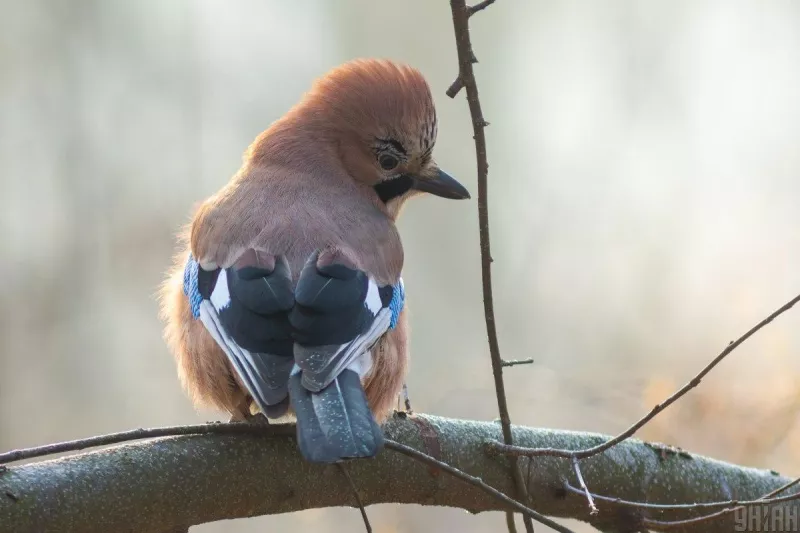 Святкування 2 грудня: традиції, свято святого Авакума та рекомендації для українців