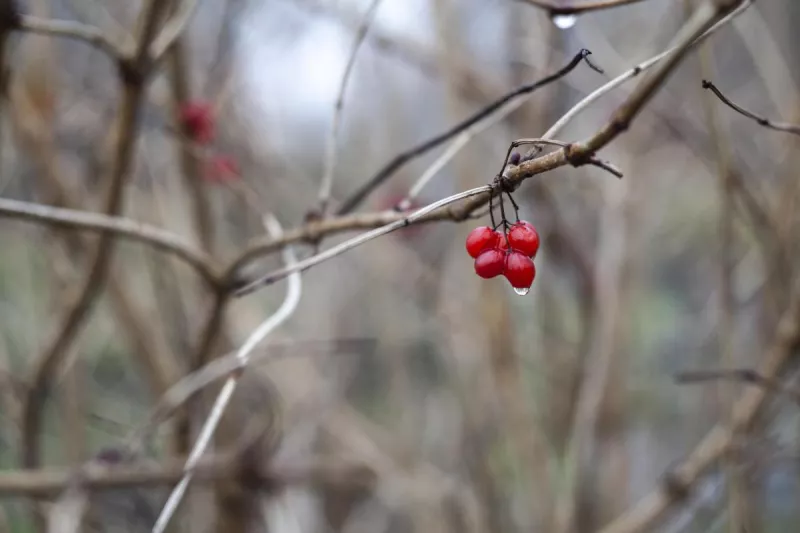 Свято 9 грудня: українці вшановують Зачаття Пресвятої Богородиці та свиту Анну Зимову