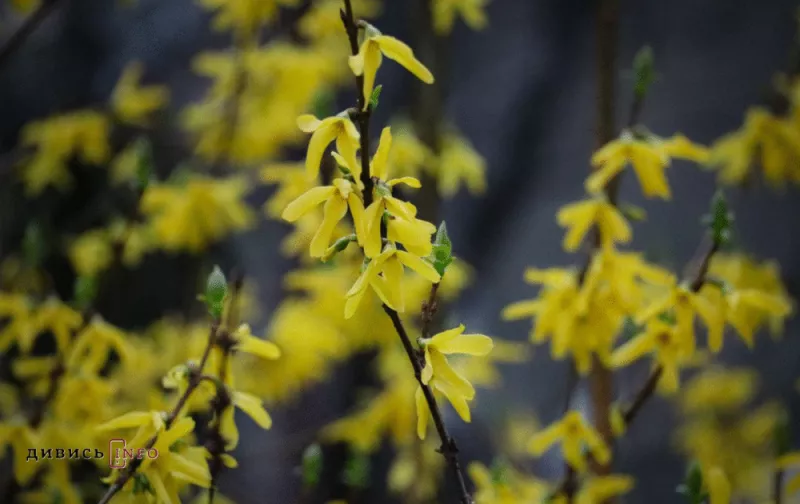 Тепла погода без опадів очікується у Львові цього тижня: прогноз синоптиків