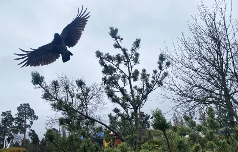 Тепло дощами: Київ порадує +8°C, але приготуйтесь до похолодання на вихідних!