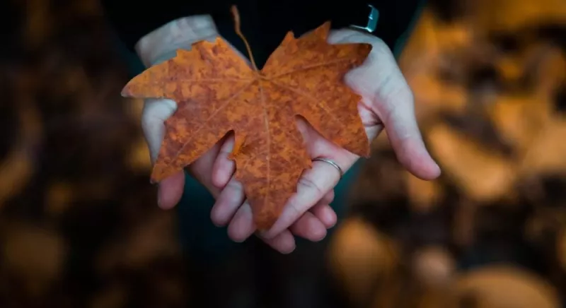 Тепло та дощі: Погода в Україні на 17 листопада прогнозується змінна