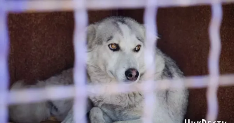В Баштанці відкриють приют для бездомних тварин цього тижня