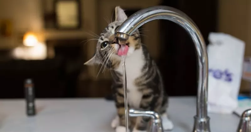 В Звягелі відключать воду через ремонт водопроводу в мікрорайоні, нагадує «Звягельводоканал»