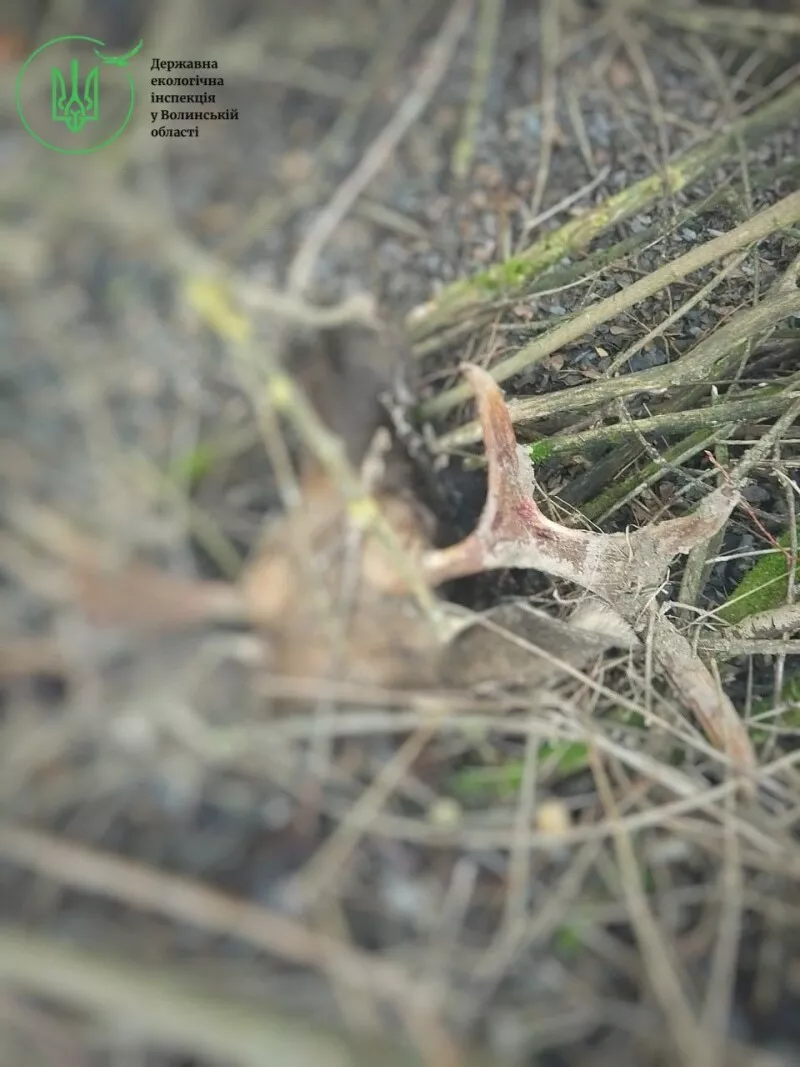 Волинські браконьєри вбили два лосі з Червоної книги: що загрожує зловмисникам