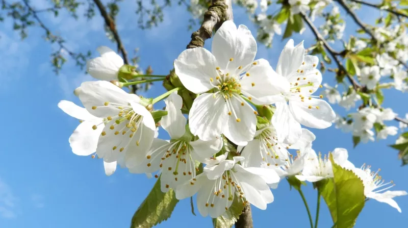 Значне похолодання та дощі: погода в Києві на вихідних 19-20 квітня 2026 року